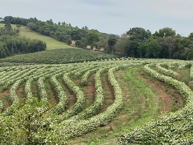Café do Vale da Grama conquista selo de Indicação Geográfica