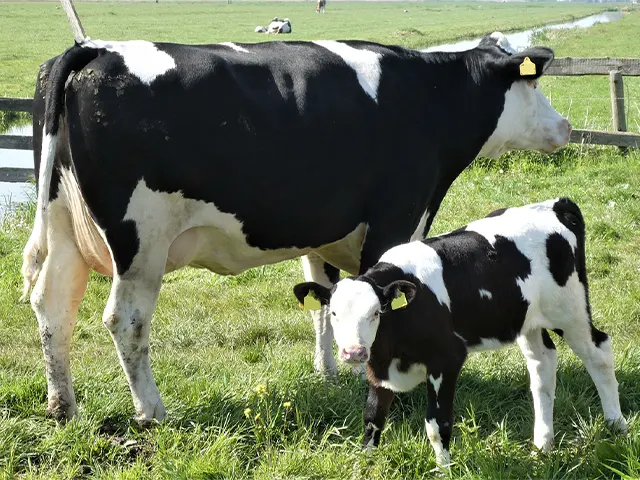 Período entre o pré e pós-parto exige atenção redobrada de produtores