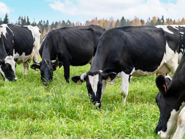 Selantes para mastite melhoram saúde mamária das vacas e qualidade do leite