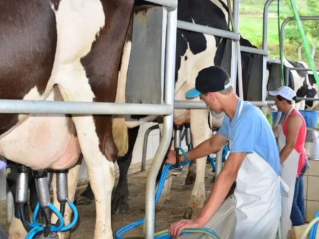 Epagri disponibiliza índice de estresse térmico para evitar perdas na produção de leite decorrentes do calor extremo