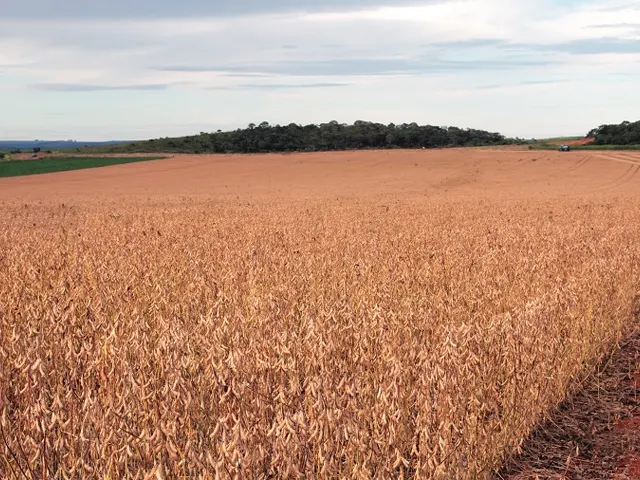 Índice de viabilidade de produção de culturas anuais pode contribuir para a sustentabilidade da agricultura