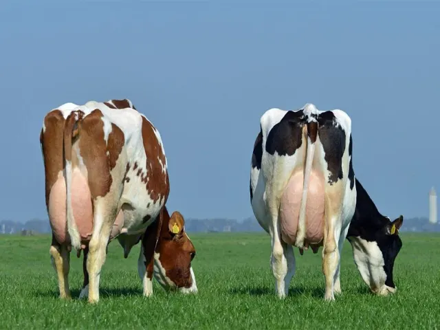 Nutrição, manejo e tecnologia contribuem para ter mais sólidos do leite