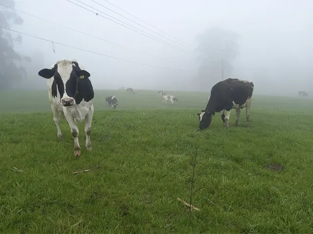 Frio pode reduzir produção de leite por menor consumo de água