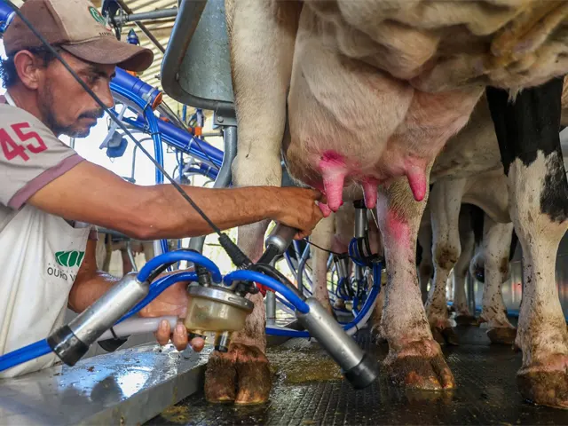 SC renova medida para proteger indústria leiteira e garantir competitividade dos produtores locais