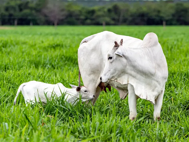 Nutrição da vaca durante a gestação define o desempenho produtivo da cria