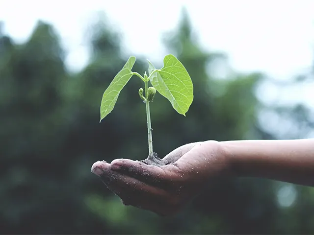 Tratamento de sementes auxilia na produtividade superior e reduz custos para o produtor agrícola, apontam estudos