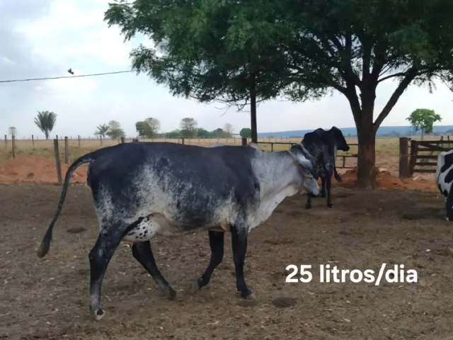 Melhoramento Genético impulsiona produção de leite em propriedades da agricultura familiar em MT
