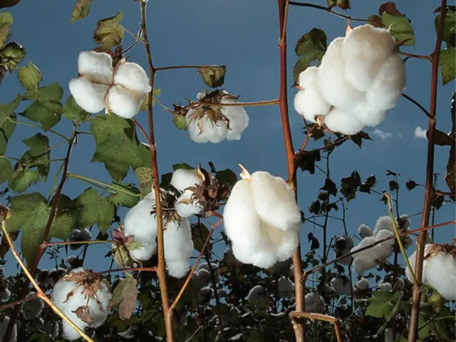 Agricultor deve agir agora para garantir alta produtividade do algodão na próxima safra