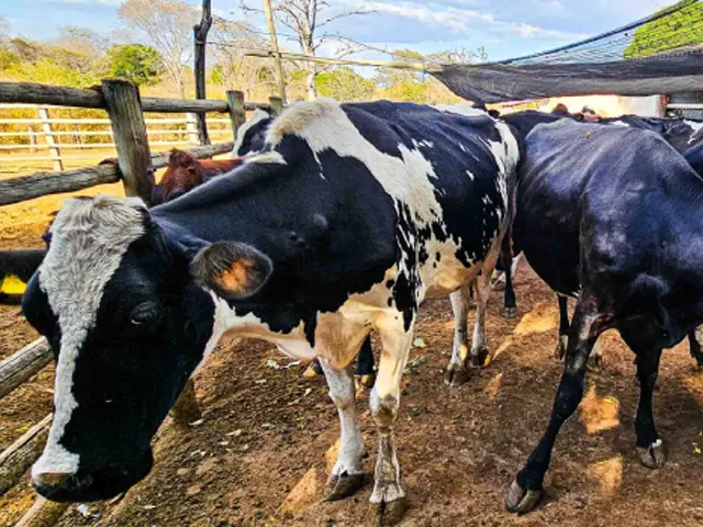 Emater alerta sobre importância da vacinação e do controle de parasitas no rebanho bovino