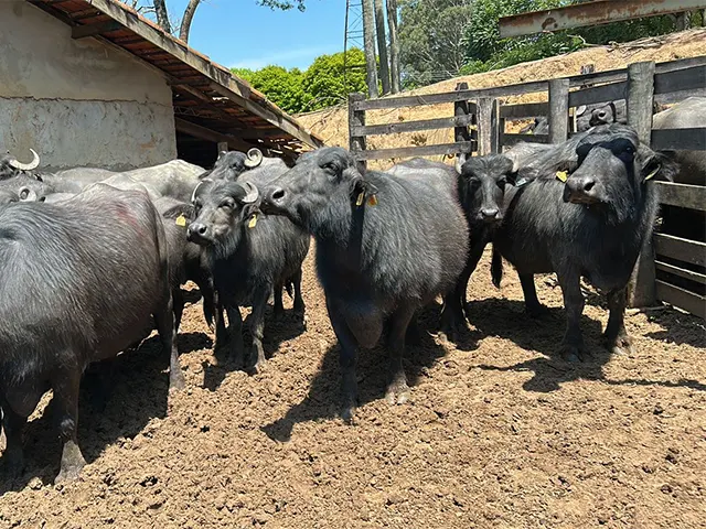 Tecnologia desenvolvida no IZ para aumento do rendimento de queijo já está presente na produção comercial