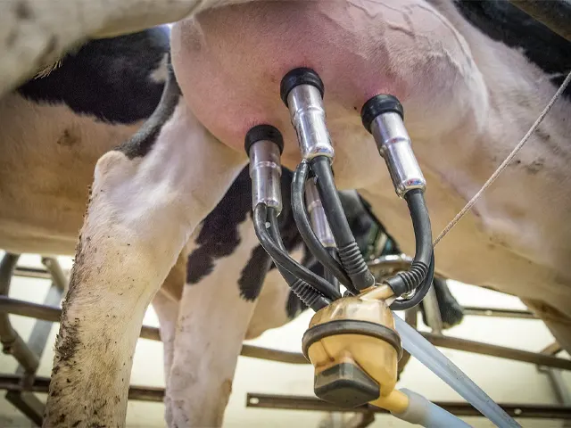 Importante produtora de leite, região Sul precisa estar atenta às enfermidades que afetam o rebanho