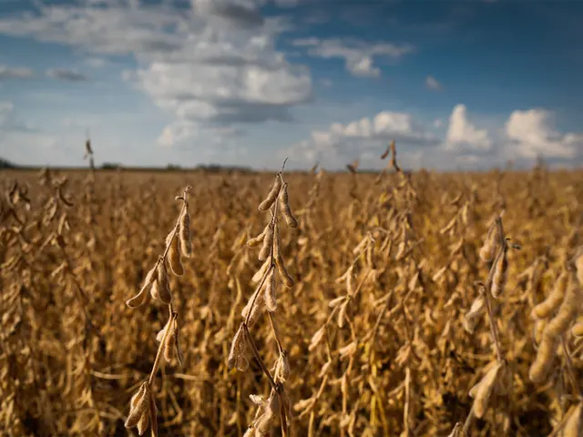 Reta final da safra é o período mais crítico da produção de soja