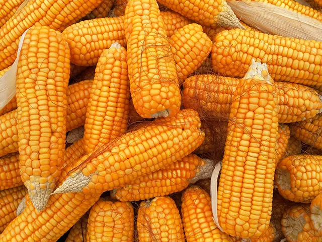 Milho: Com baixo interesse comprador, preços voltam a cair em abril