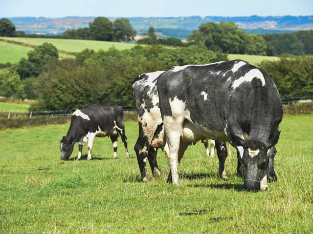 Alta dos custos agrícolas impacta COE da pecuária leiteira
