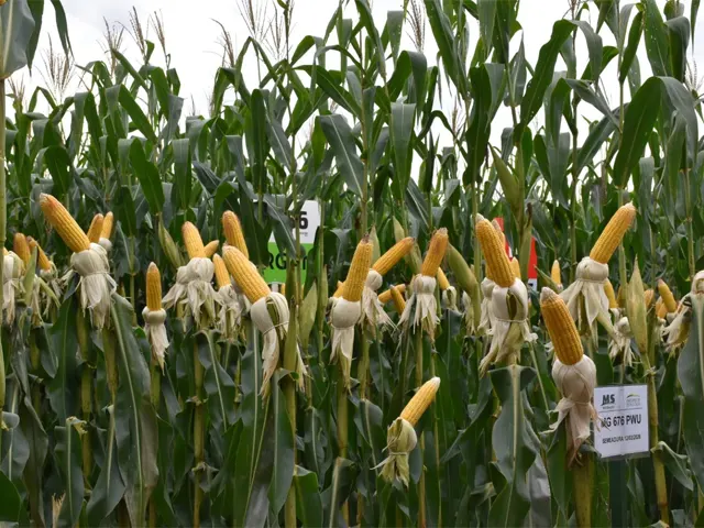 Irrigação é aposta para elevar produtividade do milho e driblar irregularidades de chuvas