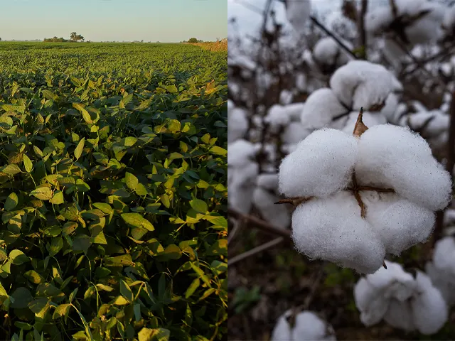 Sem controle adequado, ácaros causam perda de produtividade de soja e algodão
