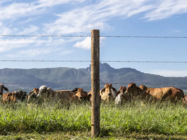Cercas de alto desempenho aumentam eficiência no manejo de bovinos e reduzem perdas no campo