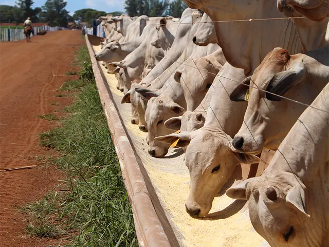 Transporte e dietas modernas influenciam o desempenho de bovinos confinados