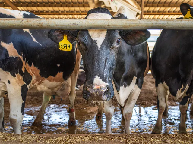 Saúde da vaca no período de transição influencia produtividade, consumo alimentar e desempenho na lactação