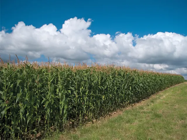 Clima irregular e pragas desafiam milho às vésperas da colheita