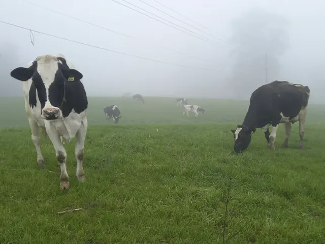 Vacas Holandesas toleram frio, mas umidade aumenta riscos no inverno gaúcho