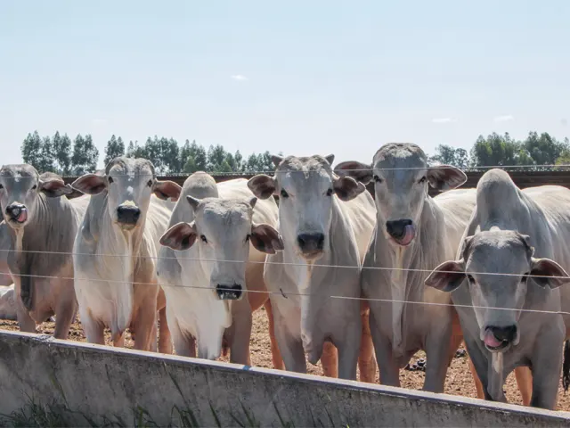 Seca pressiona a pecuária e acelera adoção de sistemas mais resilientes no campo