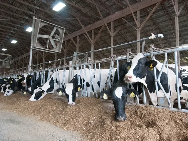 Maior produtividade das vacas leiteiras inclui melhor aproveitamento dos nutrientes da dieta