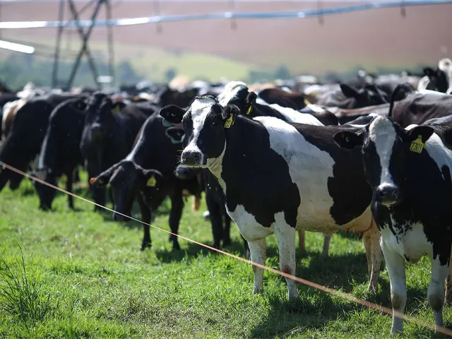 Nutrição adequada, sombra e água fresca. Como reduzir os efeitos do El Niño nas vacas leiteiras