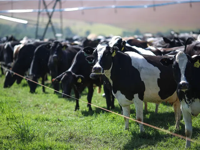 Nutrição adequada, sombra e água fresca. Como reduzir os efeitos do El Niño nas vacas leiteiras