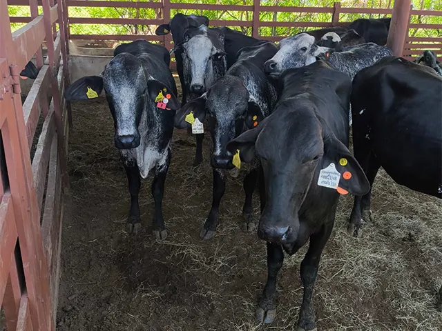 Mapa viabiliza exportação de genética bovina leiteira para Botsuana