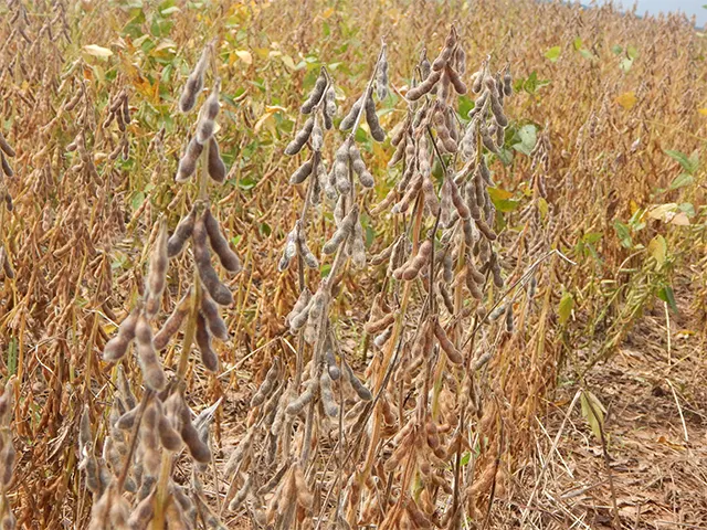 Clima exige planejamento antecipado dos produtores de soja na safra que está começando