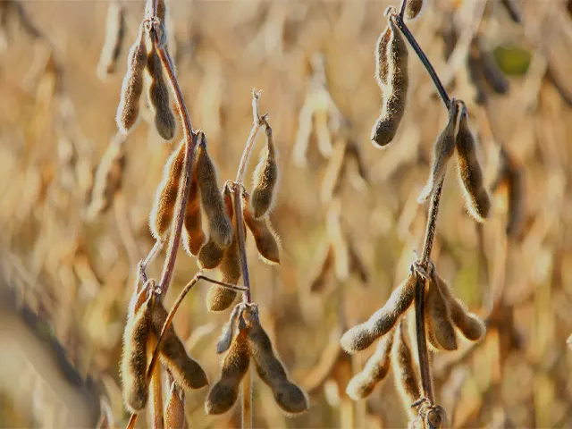 Safra de soja com margens pressionadas torna proteção da área agrícola ainda mais estratégica