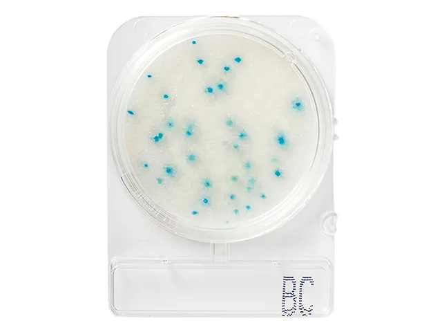 Placa Pronta para Análise Microbiológica Compact Dry BC Bacillus Cereus