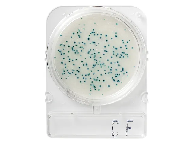 Placa Pronta para Análise Microbiológica Compact Dry CF Coliformes Totais