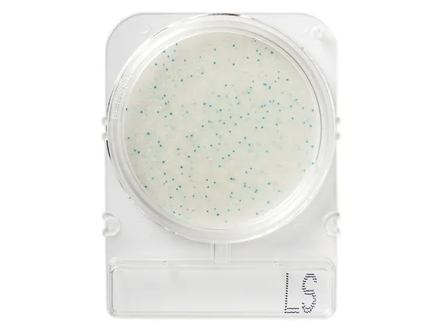 Placa Pronta para Análise Microbiológica Compact Dry LS Listeria spp