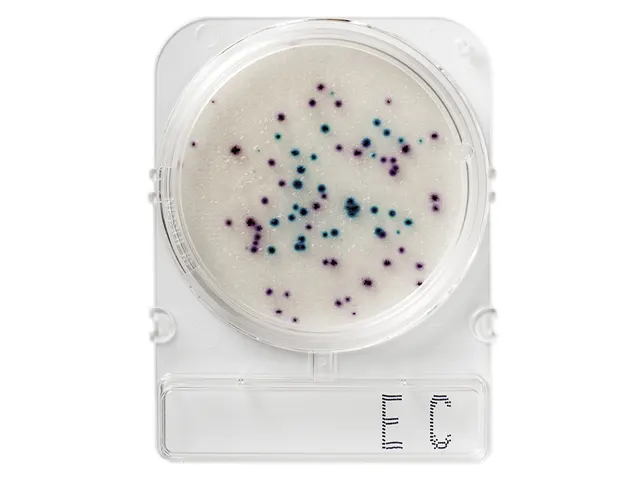 Placa Pronta para Análise Microbiológica Compact Dry EC Coliformes e E. Coli