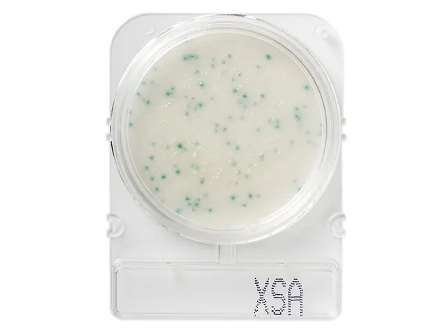 Placa Pronta para Análise Microbiológica Compact Dry XSA Staphylococcus Aureus