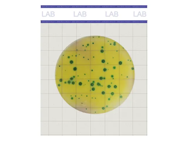 Placa de Contagem de Bactéria Ácido-Láticas LAB MicroFast NEW