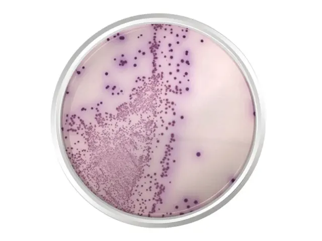 Agar Cromogênio Salmonella 500gr K25-1122 Kasvi Netlab