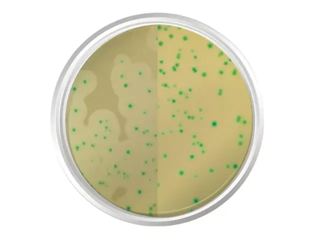 Agar Cromogênico Listeria Base 500gr K25-1345 Kasvi Netlab