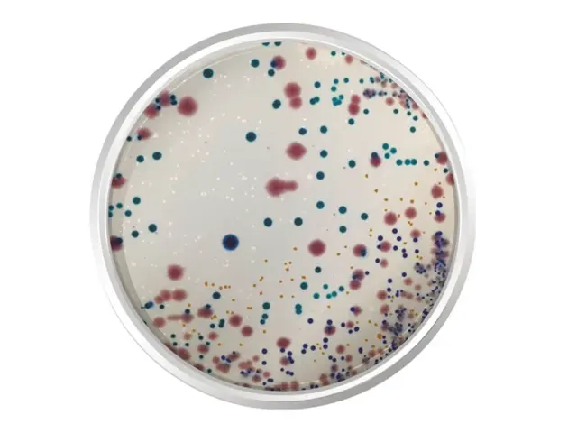 Agar Cromogênio Infecções do Trato Urinário 500gr K25-1424 Kasvi Netlab