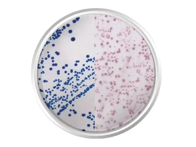 Agar Cromogênio E.Coli Coliformes 500gr K25-1340 Kasvi Netlab