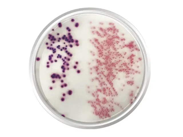 Agar Cromogênio E.Coli Coliformes 500gr 500gr K25-2080 Kasvi Netlab