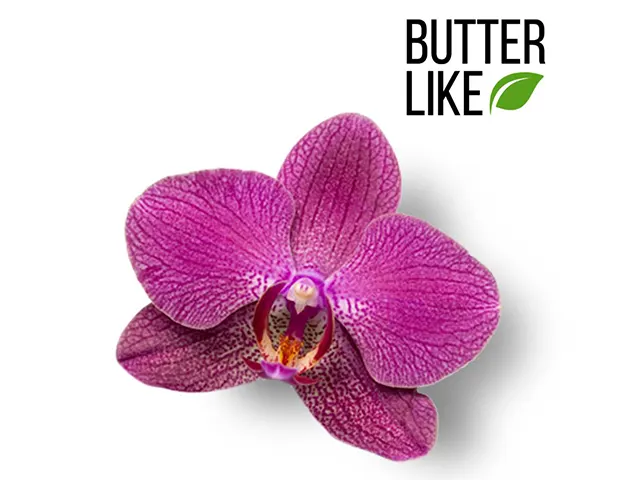 Butter Like Orquídea