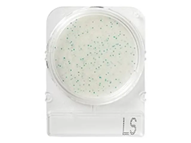 Compact Dry Listeria Spp LS 100 Testes