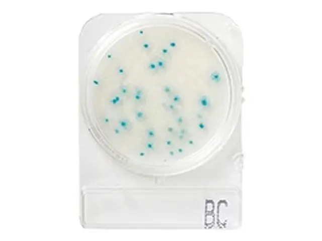 Compact Dry Bacillus Cereus BC 100 Testes