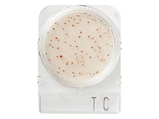 Compact Dry Bactérias Totais TC 100 Testes