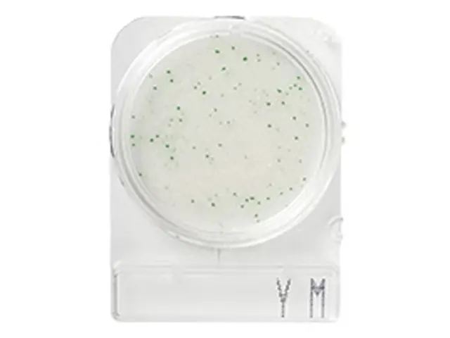 Compact Dry Bolores e Leveduras YM 100 Testes