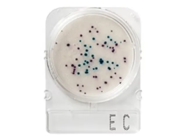 Compact Dry Coliformes e E. Coli EC 100 Testes