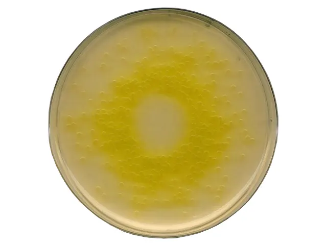 Ágar-Ágar Seletivo para Pseudomonas Seg Harm EP/USP/JP Merck 500g